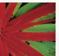 THIS AFTERNOONS MALADY